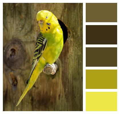 Bird Parakeet Yellow Parakeet Image